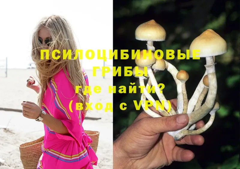 Галлюциногенные грибы Cubensis  Кола 